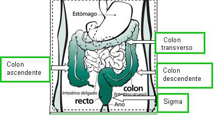 Colon y recto